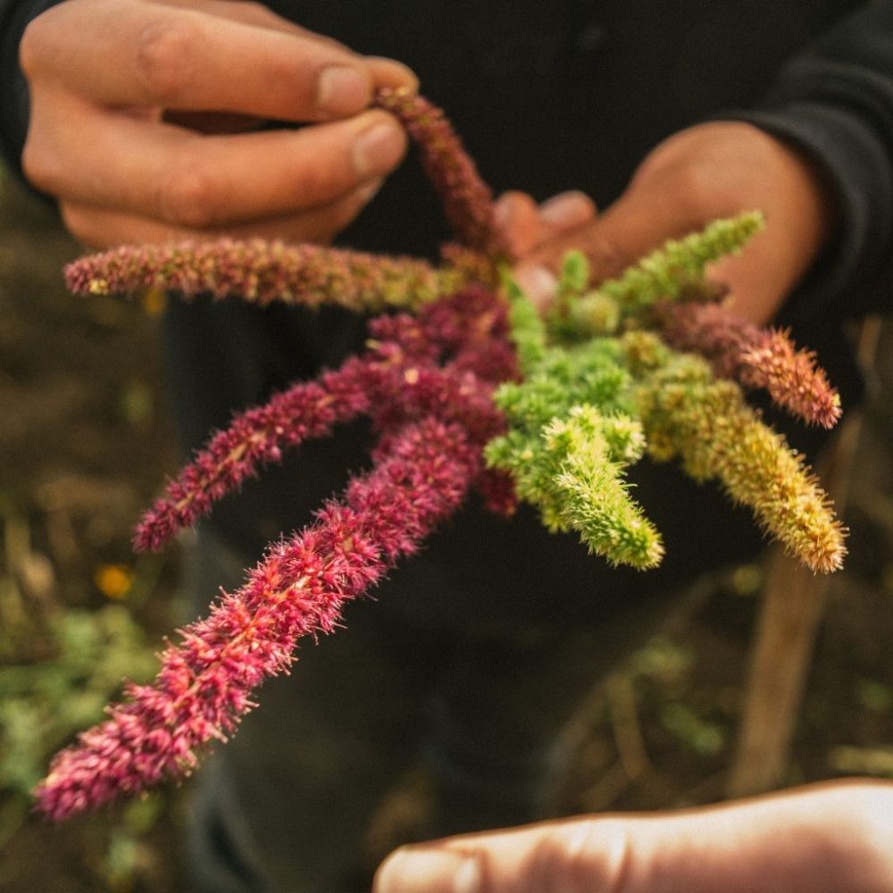 Close-up of a hand holding a plant with pink and green leaves.